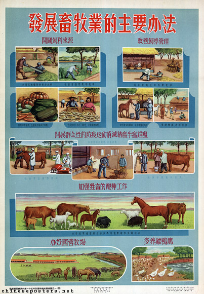 Important methods to develop animal husbandry, 1956