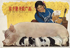 More pigs, more fertilizer, higher grain production, 1959