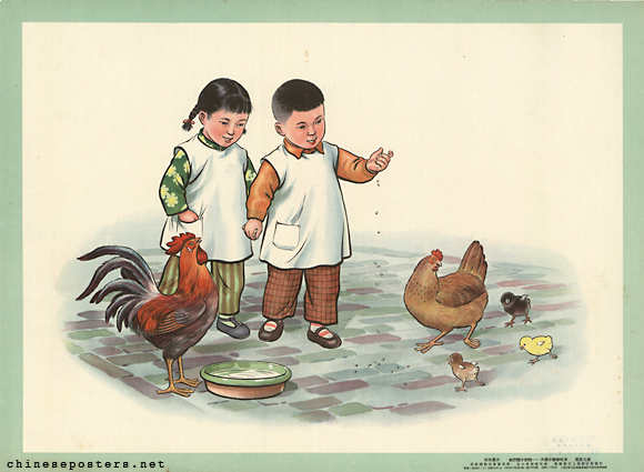 Big chicken and small chicken come to eat rice