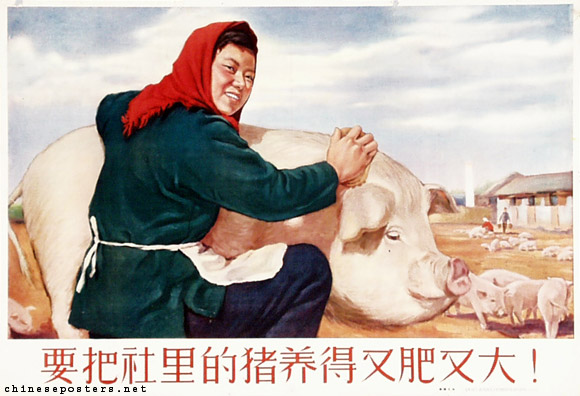 Weng Yizhi - The hogs of the commune must be raised to be fat and big!