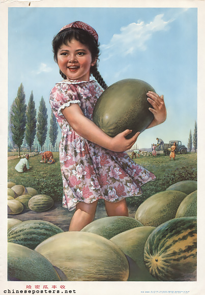 A bumper harvest of honeydew melons