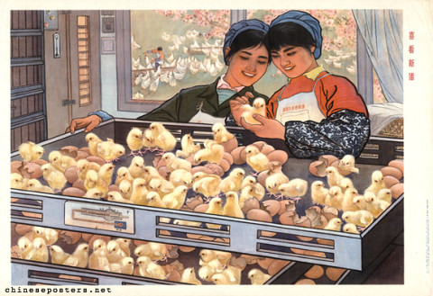 Happy to see the new chicks