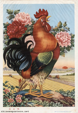 Big rooster