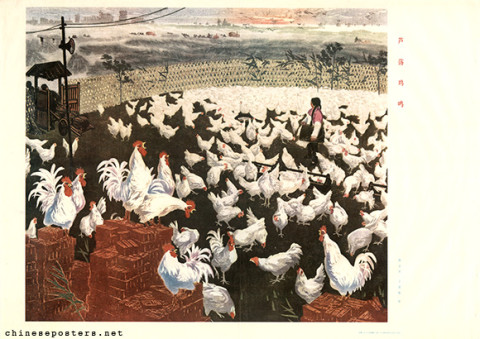 Crowing cocks in a reed marsh