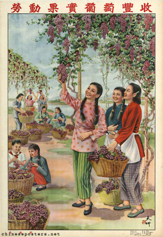 The fruits of labor - a bumper harvest of grapes