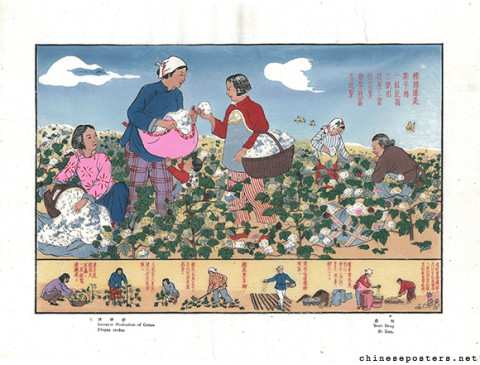 Increase Production of Cotton