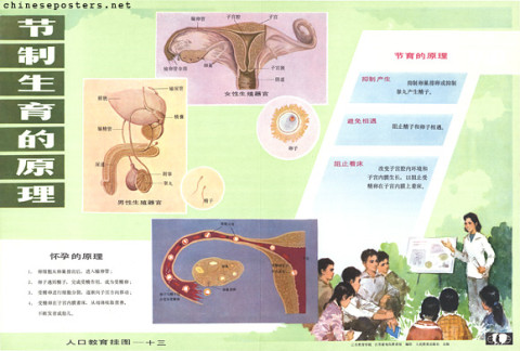 Population education hanging charts