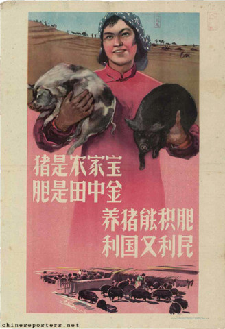 Pigs are a peasant's treasure, manure is gold on the fields - Raising pigs creates organic manure, it benefits the country and it benefits the people