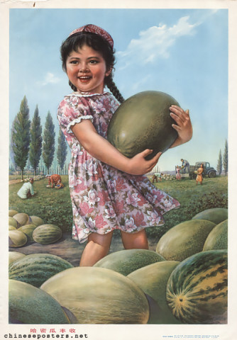 A bumper harvest of honeydew melons