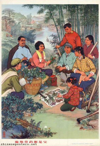 Herbal medicines found everywhere are all precious