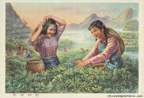 Tea-picking girls