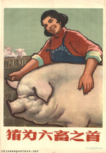 Pigs are the most important of the six domestic animals