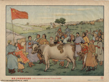 Patriotic production campaign on the grasslands (The Inner Mongolia People's Autonomous Government rewards model workers in animal husbandry with excellent breeds of cows)