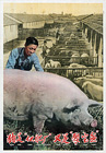 Pigs are "fertilizer factories" as well as "treasure bowls"